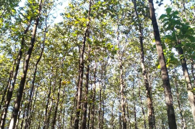 Teak Plantation in Panama