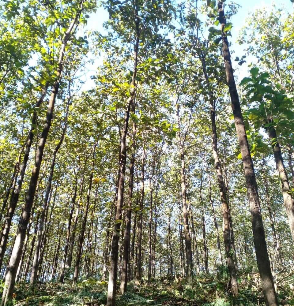 Teak Plantation in Panama