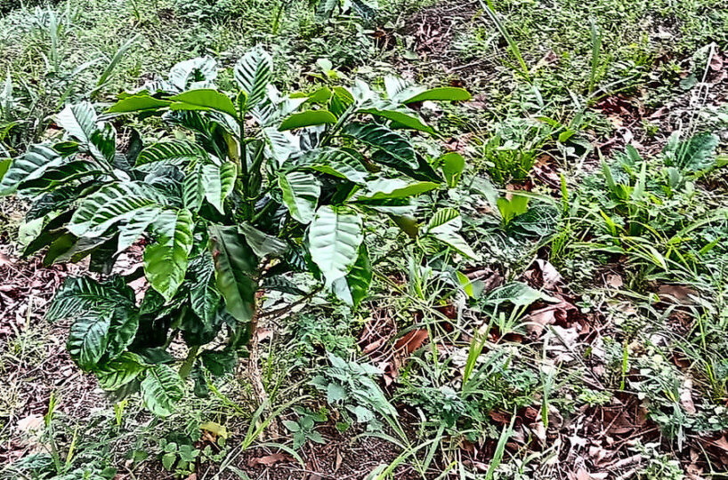 Private Mountain Retreat Near Boquete Panama