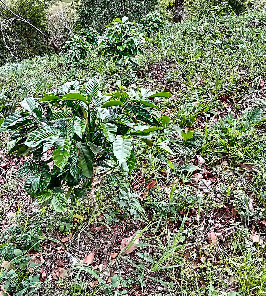 Private Mountain Retreat Near Boquete Panama